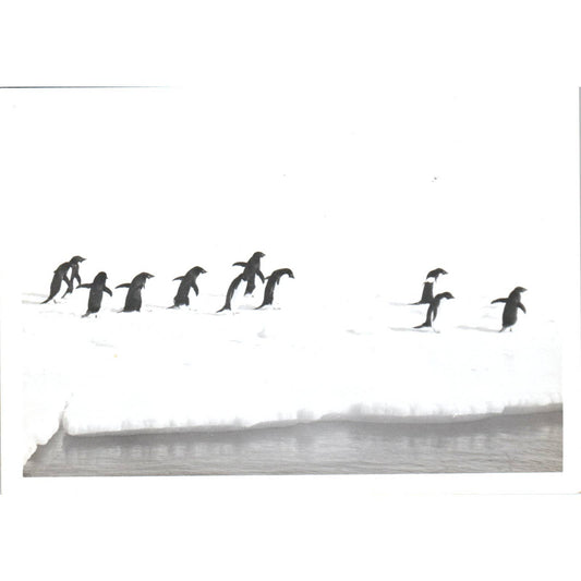 c1970 Original Photograph Waddle of Penguins in the Wild 5x7" AD6