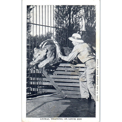 Lions Jumping Through Hoop St. Louis Zoo 1948 - Original Postcard TJ9-P1