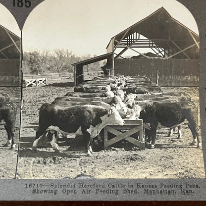 Hereford Cattle Feeding Manhattan Kansas Antique Stereoview Card H2-2