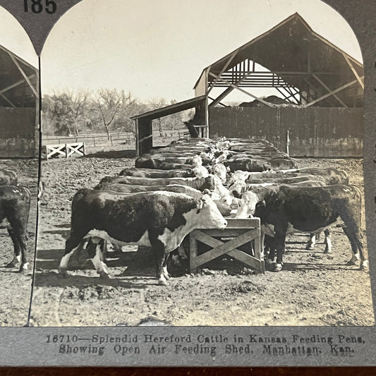 Hereford Cattle Feeding Manhattan Kansas Antique Stereoview Card H2-2