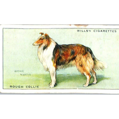 1930s Wills Cigarette Card Dogs #9 Rough Collie SE5