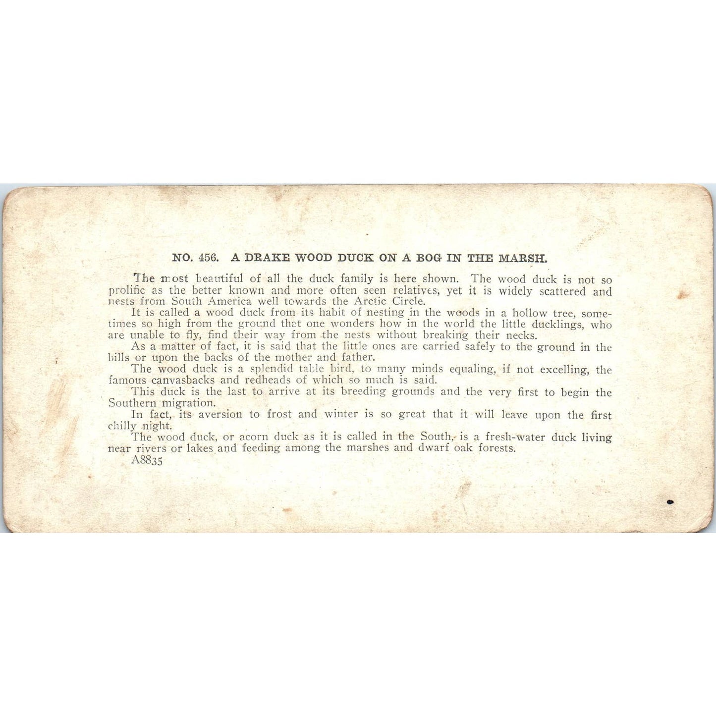 Victorian Duck Hunting "Drake Wood Duck on Bog" - Antique Stereoview Card TJ1-C1