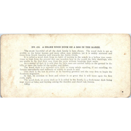 Victorian Duck Hunting "Drake Wood Duck on Bog" - Antique Stereoview Card TJ1-C1