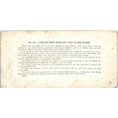 Victorian Duck Hunting "Drake Wood Duck on Bog" - Antique Stereoview Card H3-2