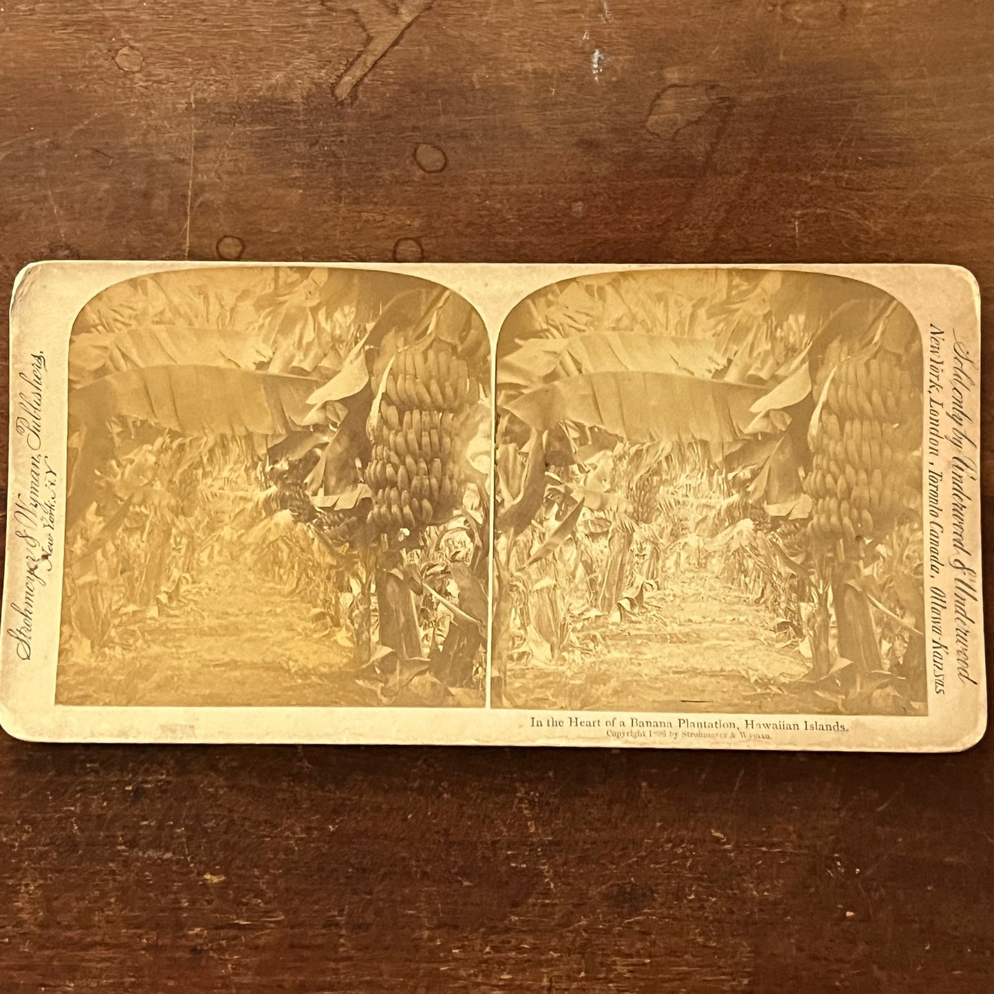 Banana Plantation in Hawaiian Islands 1896 Antique Stereoview Card H2-5