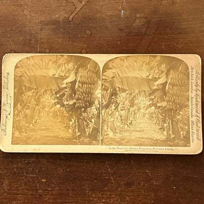 Banana Plantation in Hawaiian Islands 1896 Antique Stereoview Card H2-5