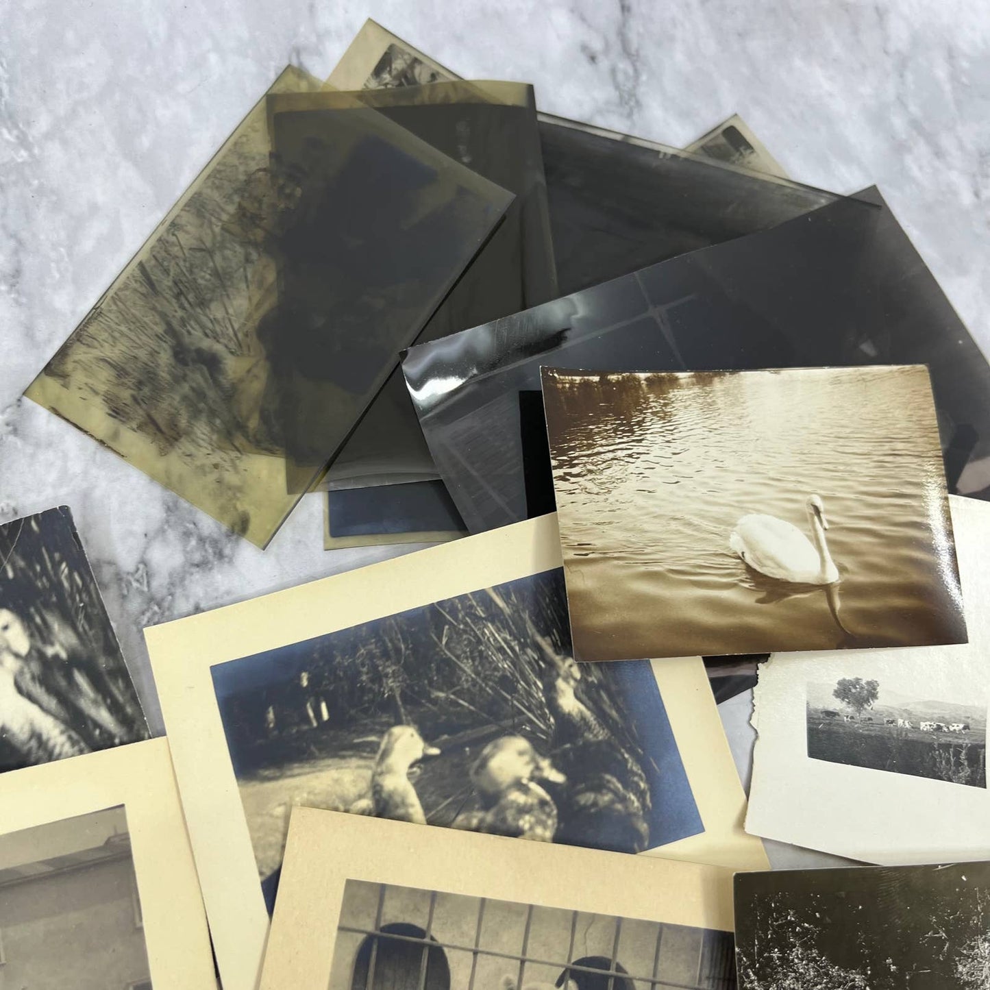 1920s Collection of Photos & Negatives of Birds and Animals TJ9-PG4