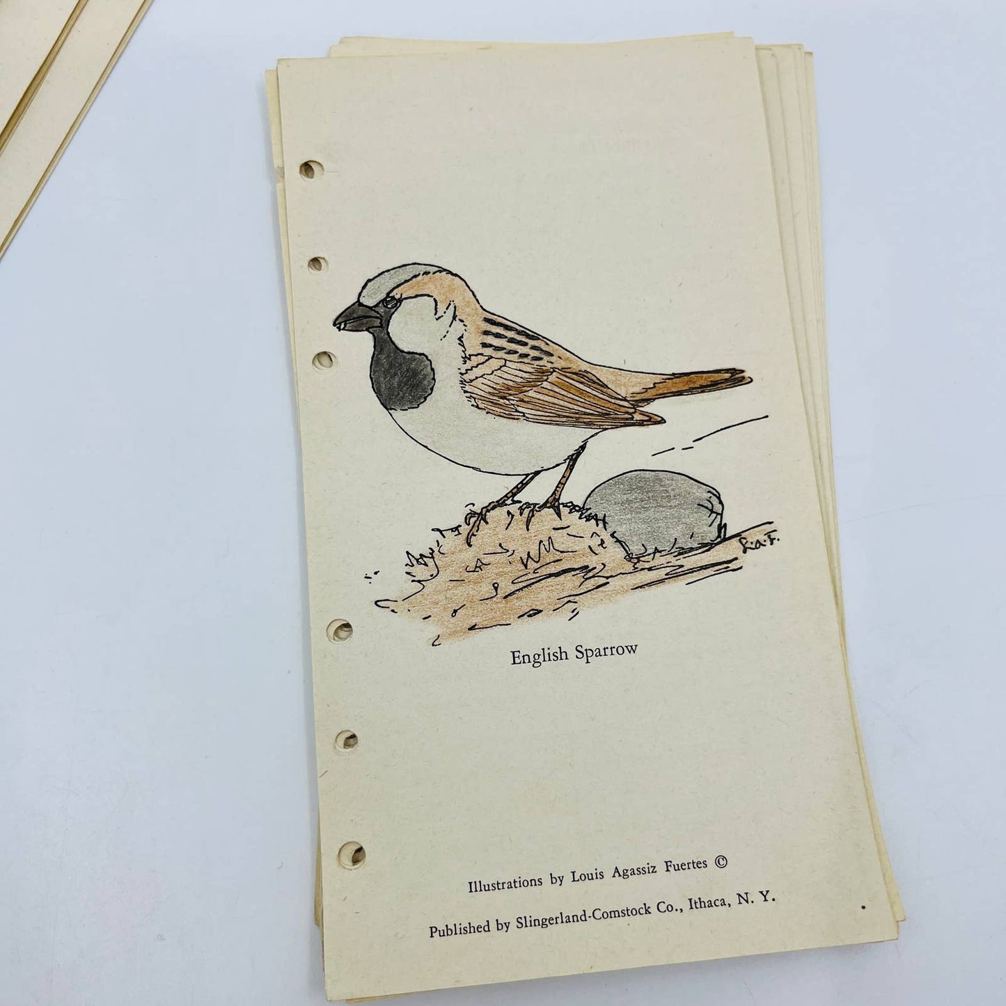 1941 Huge Lot Hand Colored Birds Louis Agassiz Fuentes Singerland-Comstock SA7