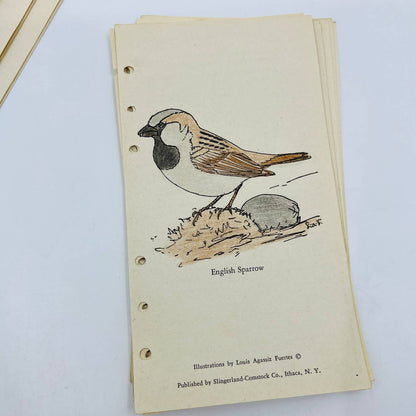 1941 Huge Lot Hand Colored Birds Louis Agassiz Fuentes Singerland-Comstock SA7