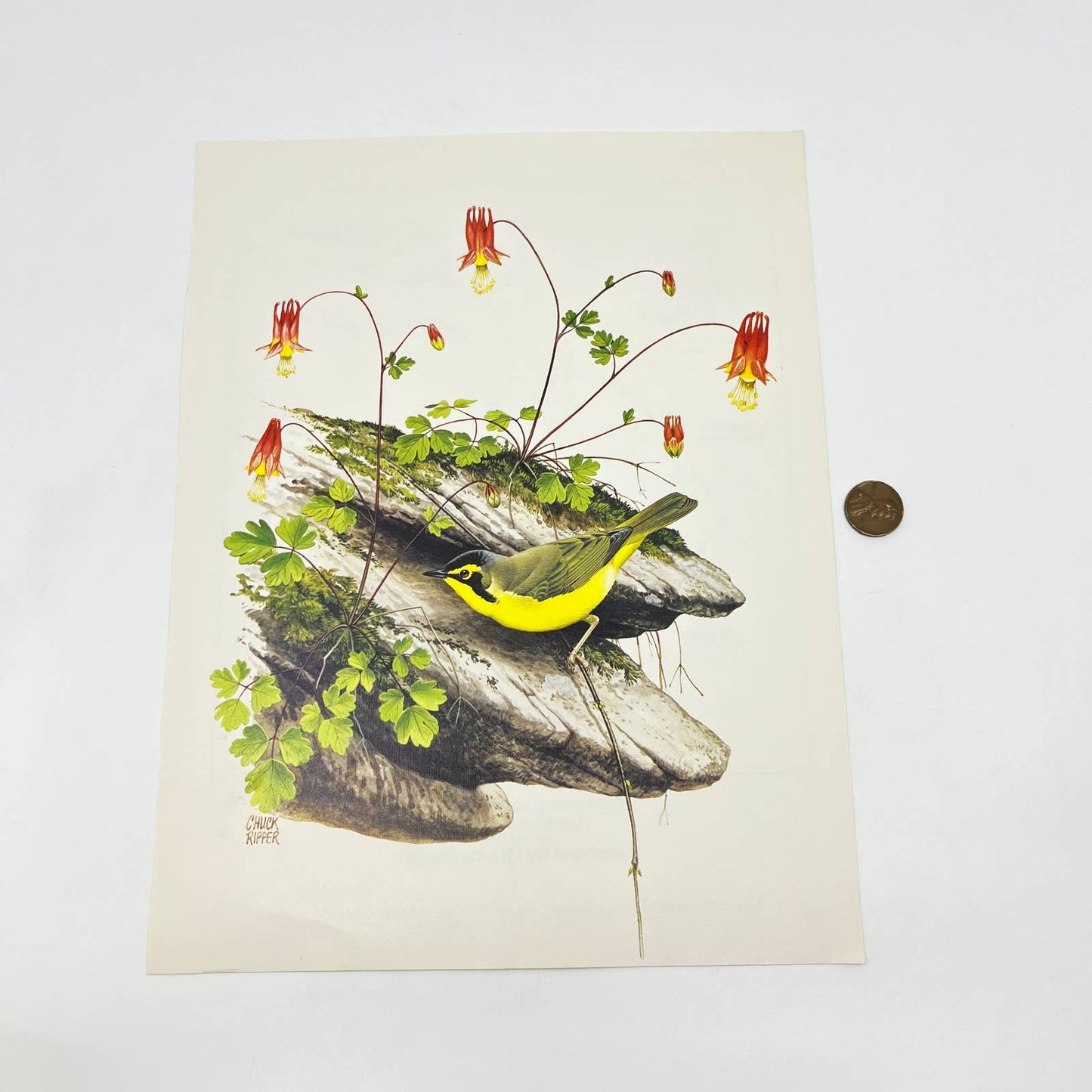 Vintage Art Print The Kentucky Warbler Chuck Ripper 8.5 x 11 AA8