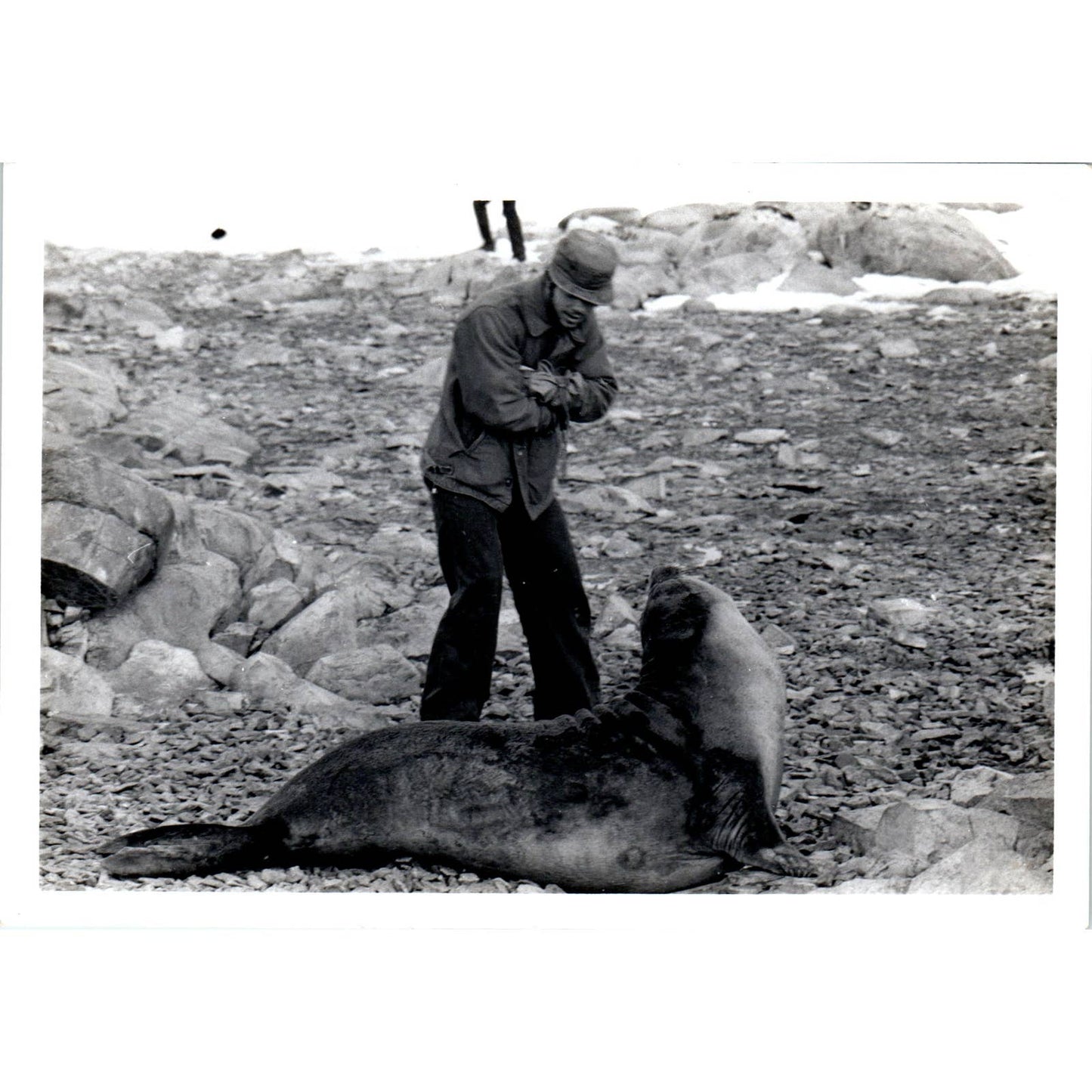 c1970 Original Photograph Man With Wild Sea Lion 5x7 AD6