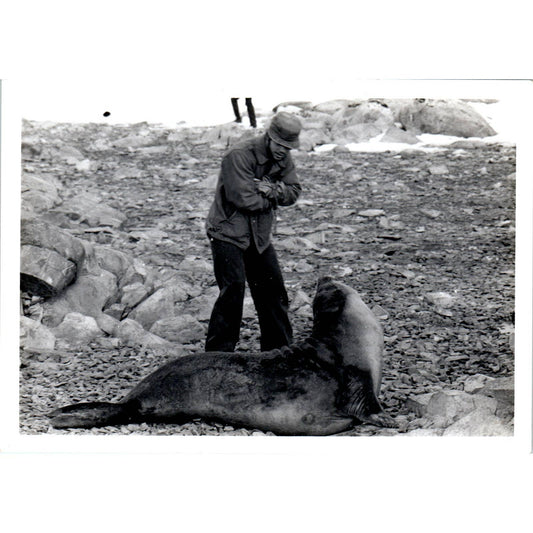 c1970 Original Photograph Man With Wild Sea Lion 5x7 AD6