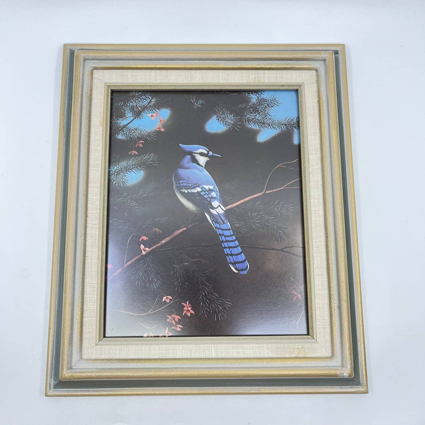 1970s Blue Jay Framed Photo Print 11x13 TE7