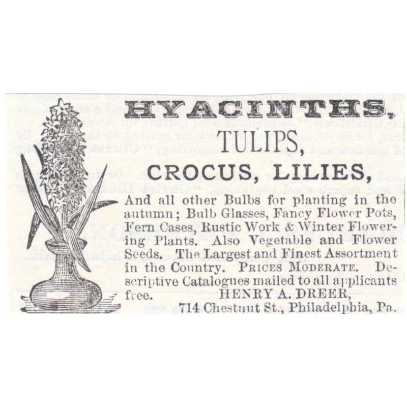 Hyacinths Henry A. Dreer Philadelphia - Victorian Ad 1878 Original TJ7-L2-1