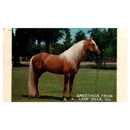 Vintage Postcard - Palomino Stallion Horse Lake Villa Illinois 1950 AD9