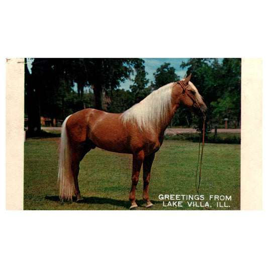 Vintage Postcard - Palomino Stallion Horse Lake Villa Illinois 1950 AD9
