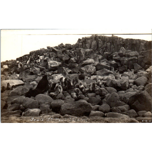 Pod of Seals on the Shore of St. Paul Island RPPC Original Postcard P2-6