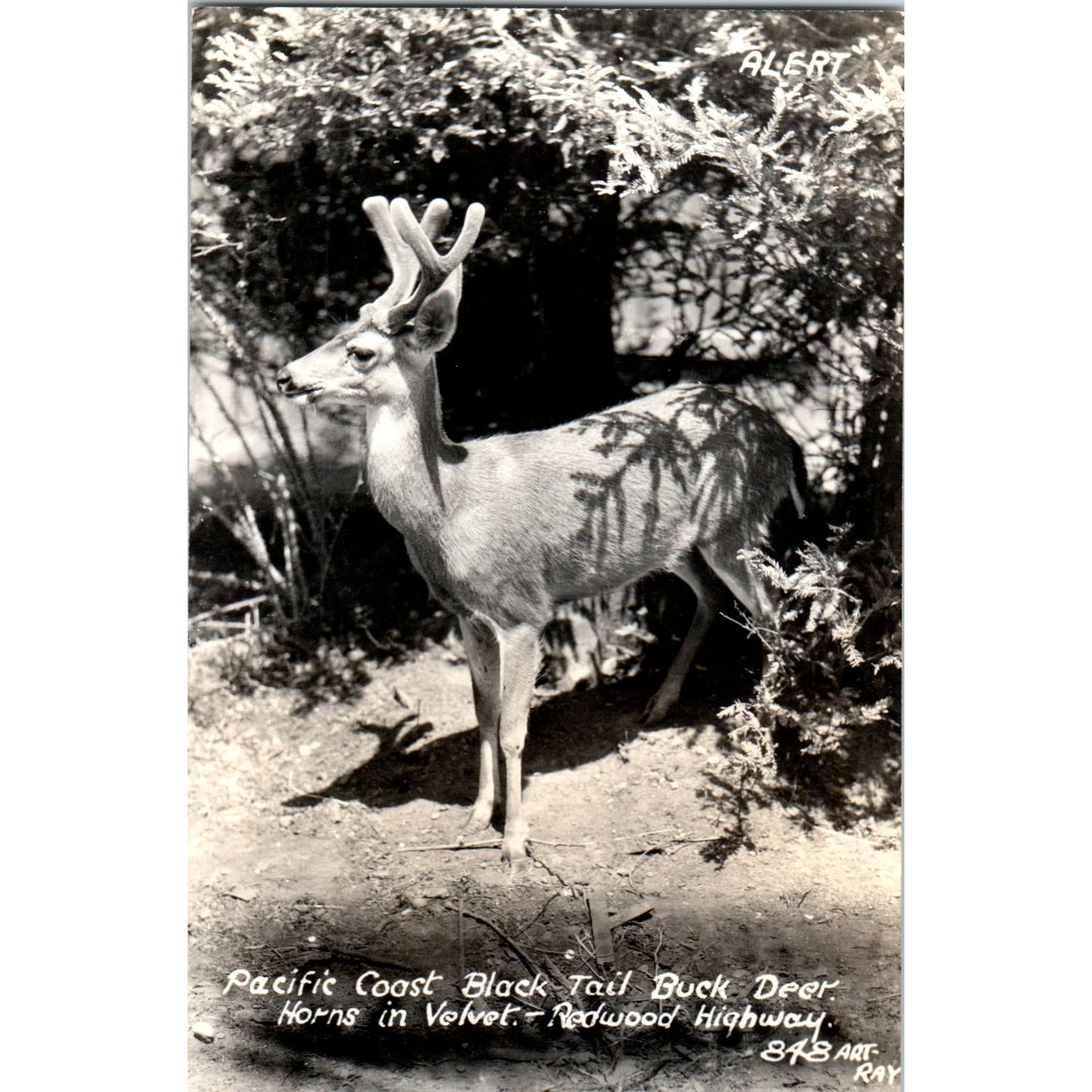 Pacific Coast Block Tail Buck Deer Redwood Highway CA RPPC Postcard P1-12