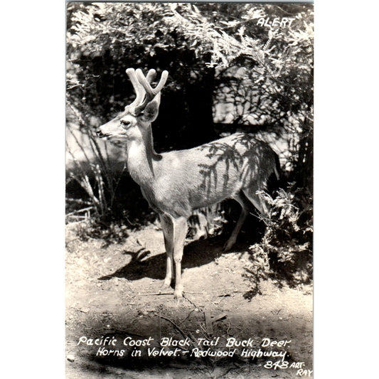 Pacific Coast Block Tail Buck Deer Redwood Highway CA RPPC Postcard P1-12