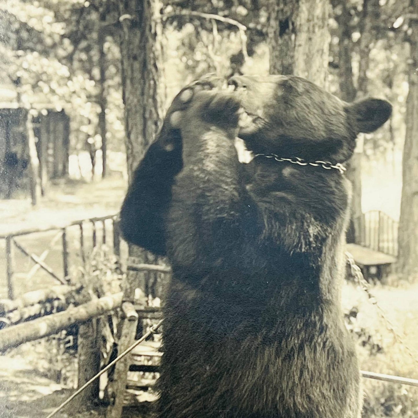 Early 1900s RPPC Captive Black Bear Jerry at Casey’s Camp PA9