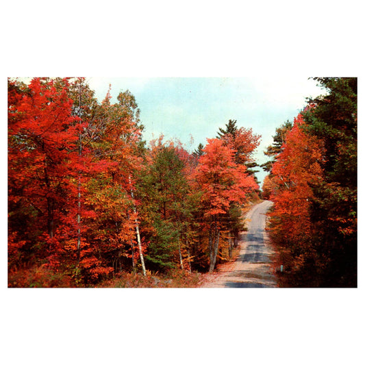 Vintage Postcard - Equinunk PA Fall Colors Pleasant Woodland Trail 1957 AD9