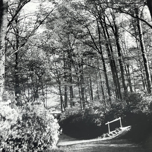 1950s Original B&W Photo Stairs in the Forest Randolph Allen Kennedy 11x14 FL4-1