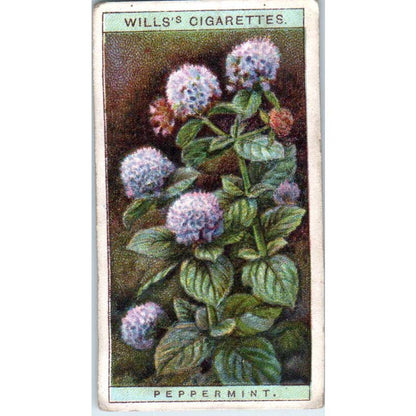 1923 Wills's Cigarette Card Wild Flowers #26 Peppermint SE5