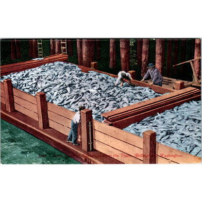 Antique Postcard Loads of Salmon in the Traps Bellingham Washington TD9