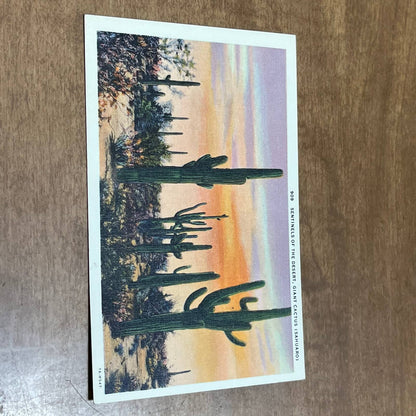 Vintage Postcard Sentinel of the Desert Giant Cactus Sahuaro Saguaro Arizona PA1