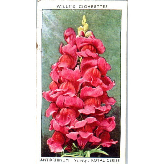 1930s Wills's Cigarette Card Garden Flowers #4 Antirrhinum SE5