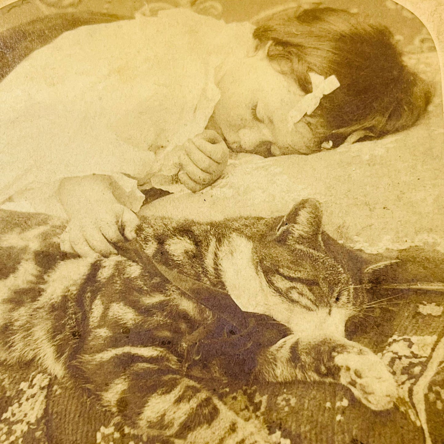 1898 Stereoview Card Young Girl Sleeping With Tabby Cat