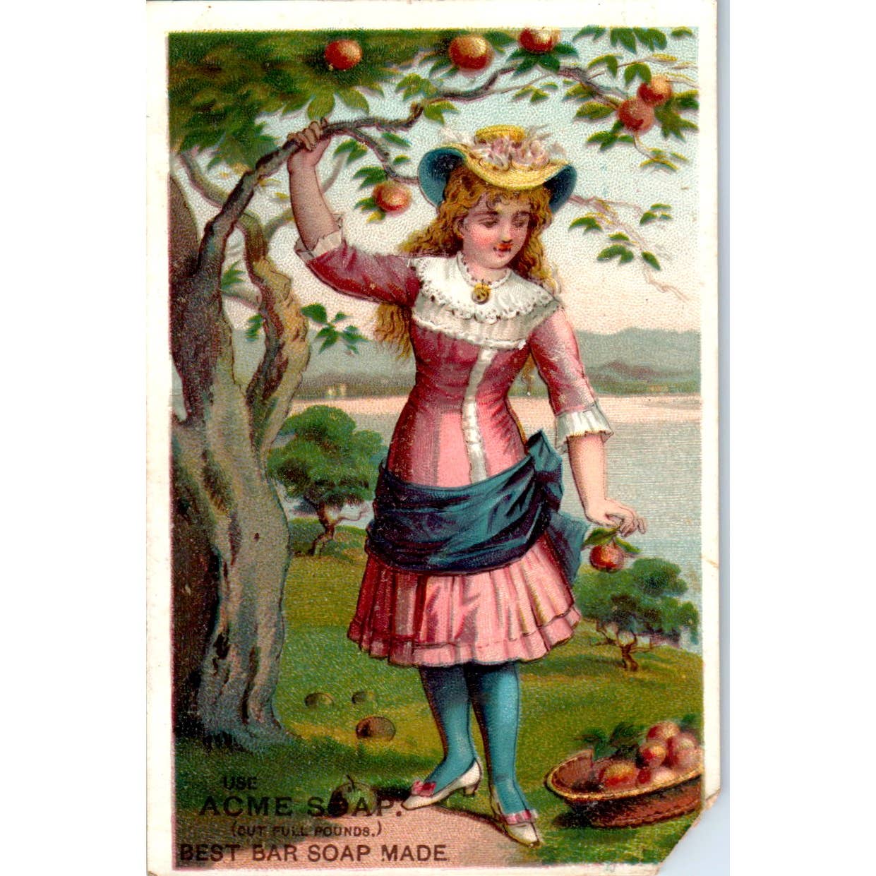 1880s Victorian Trade Card Acme Soap - Girl Picking Apples SF2