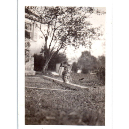 c1930 Original Photo Tabby Cat Walking on Plank 2.5x3.5 TJ9-PG7