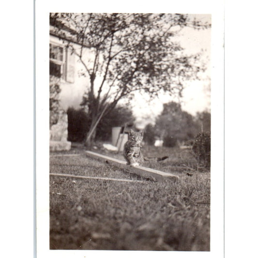 c1930 Original Photo Tabby Cat Walking on Plank 2.5x3.5 P4-8