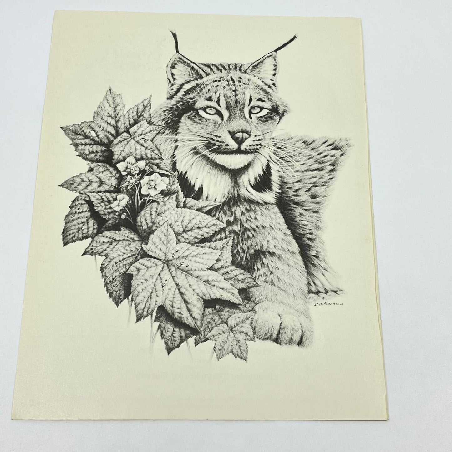 Vintage Art Print Lynx Canadenses Dean Rocky Barrick 8.5 x 11 AA8