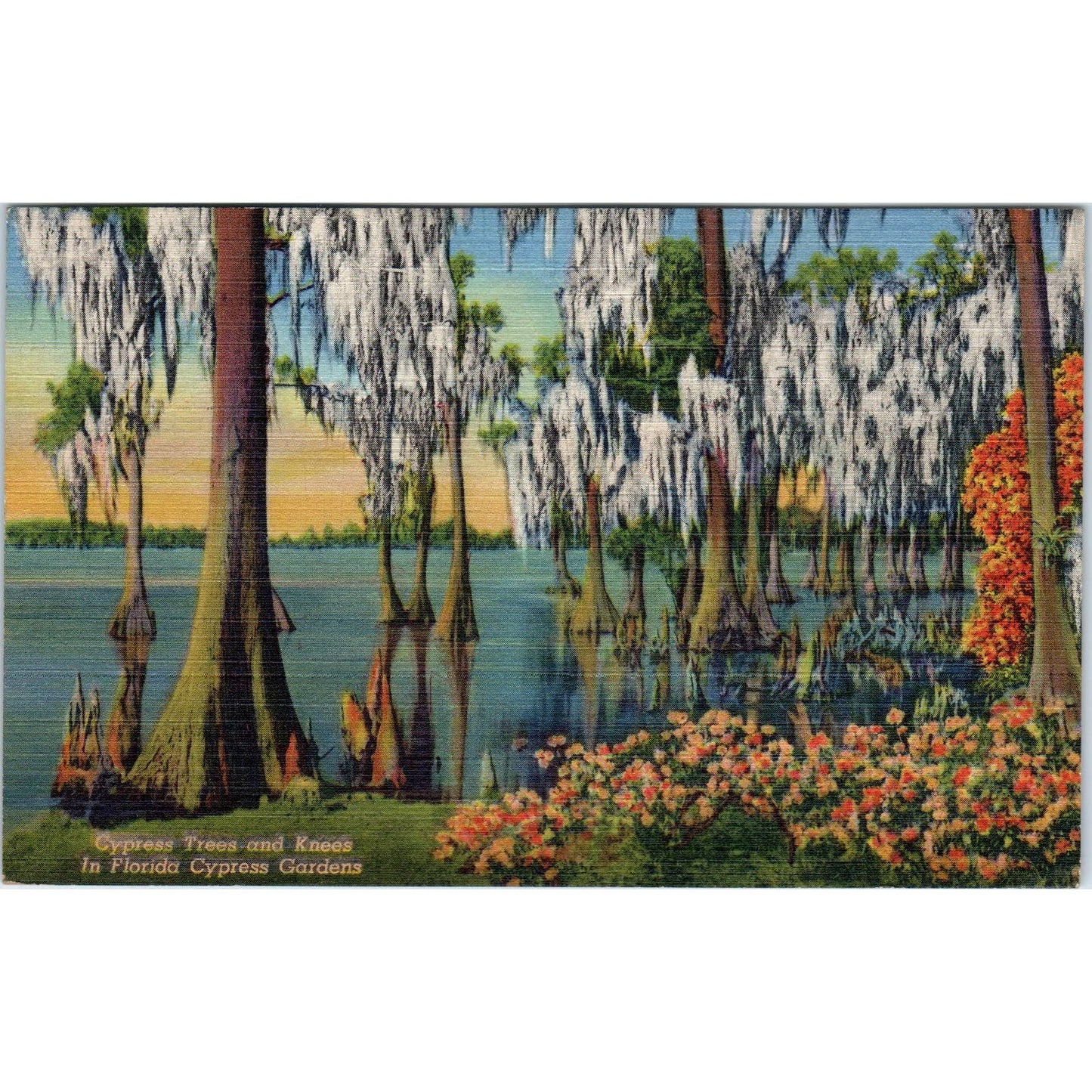 Vintage Postcard Cypress Trees and Knees Florida Cypress Gardens SF2