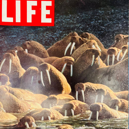 Life Magazine June 27, 1960 - Bearing The Alaskan Walrus / Arnold Palmer TA8