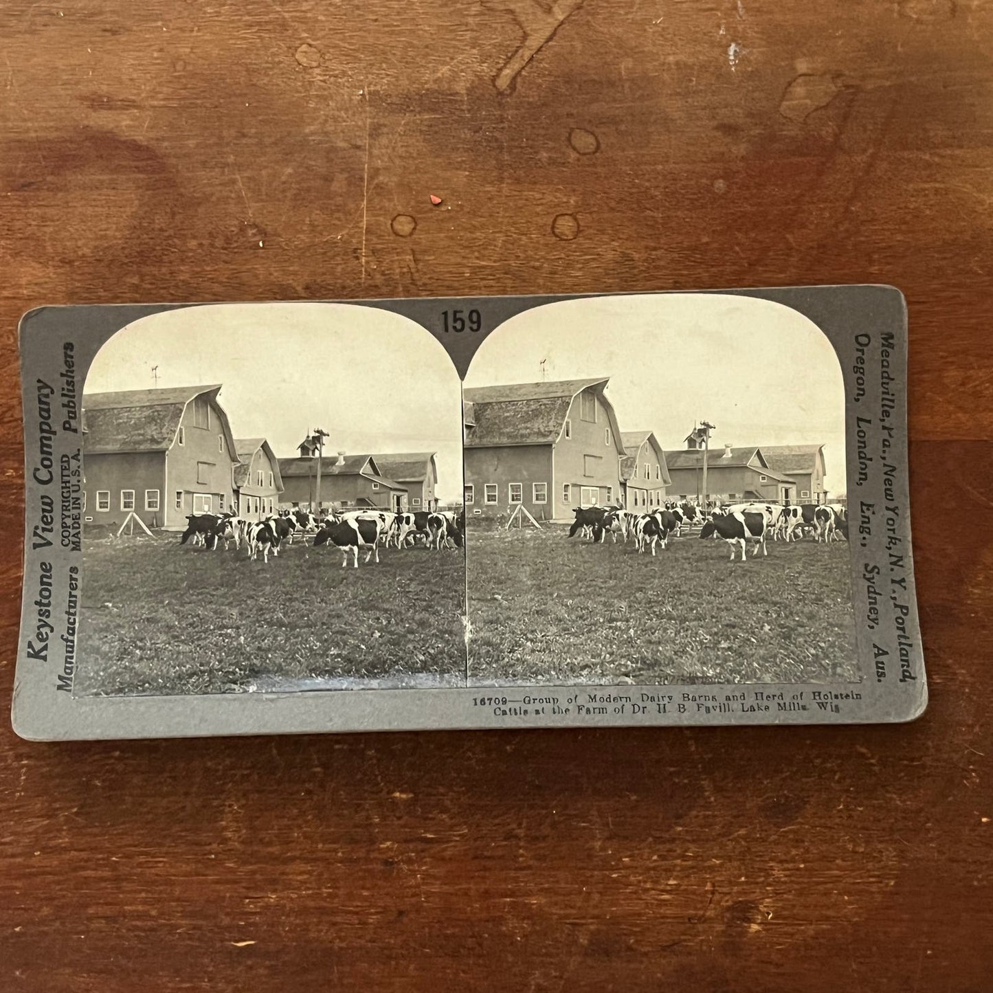 H.B. Favill Farm Holstein Cattle Lake Mills WI Antique Stereoview Card TJ9-V1