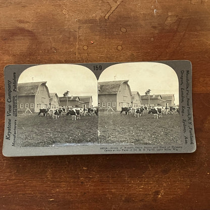 H.B. Favill Farm Holstein Cattle Lake Mills WI Antique Stereoview Card TJ9-V1