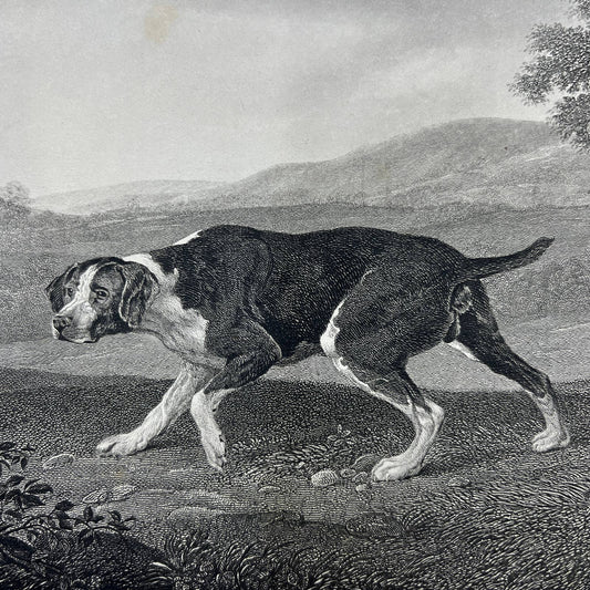 1864 Original Art Engraving - Sporting Dog Jagd Hund Spanish Pointer Stubbs AC3
