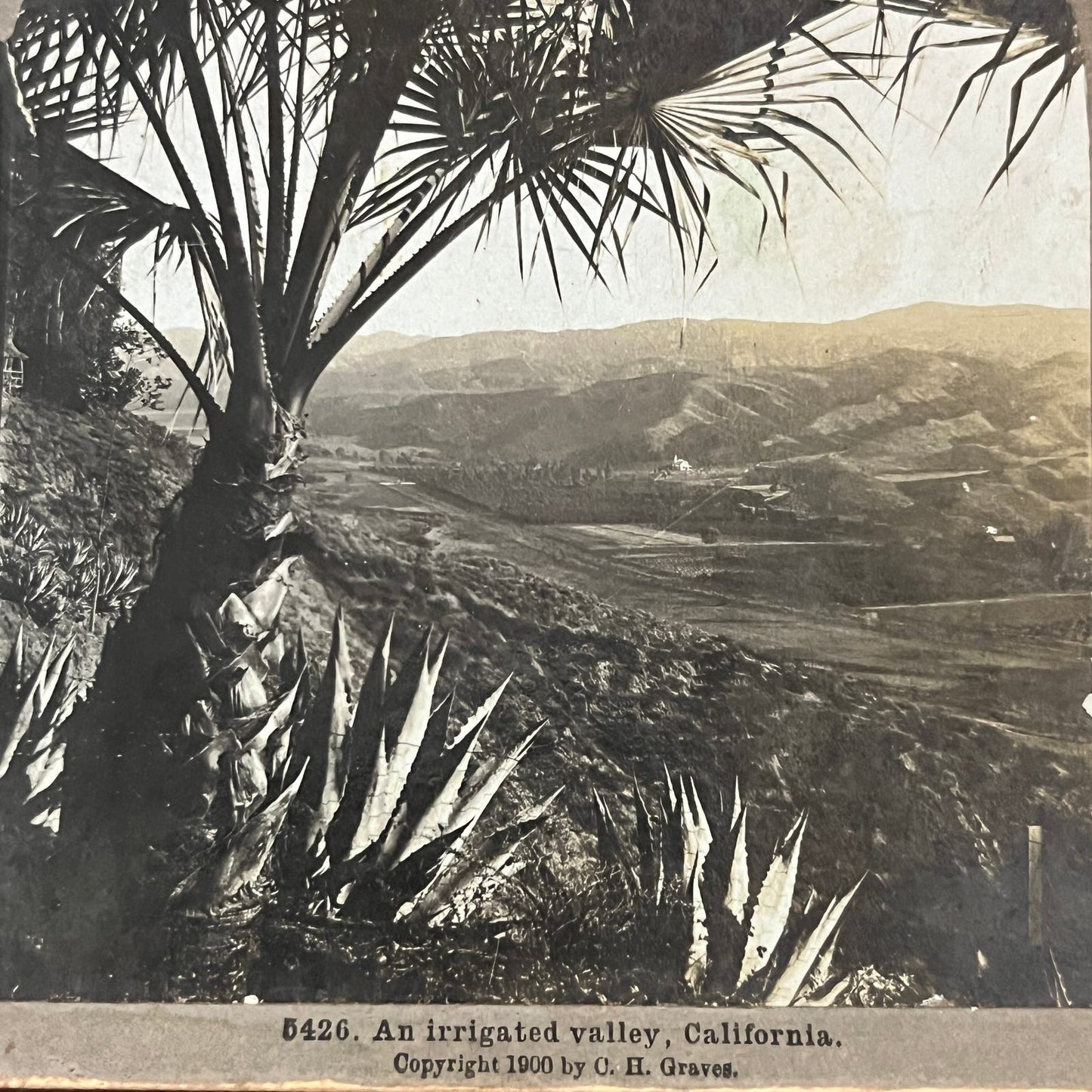 An Irrigated Valley in California 1900 Antique Stereoview Card TJ9-V1