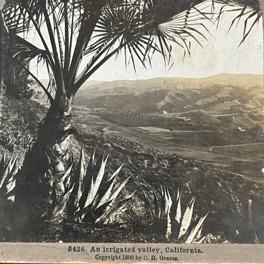 An Irrigated Valley in California 1900 Antique Stereoview Card TJ9-V1