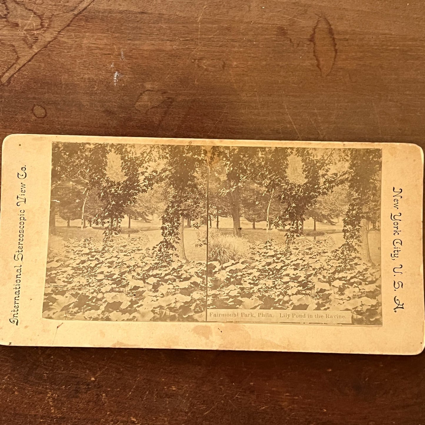 Fairmount Park Philadelphia Lily Pond in the Ravine Antique Stereoview TJ9-V4