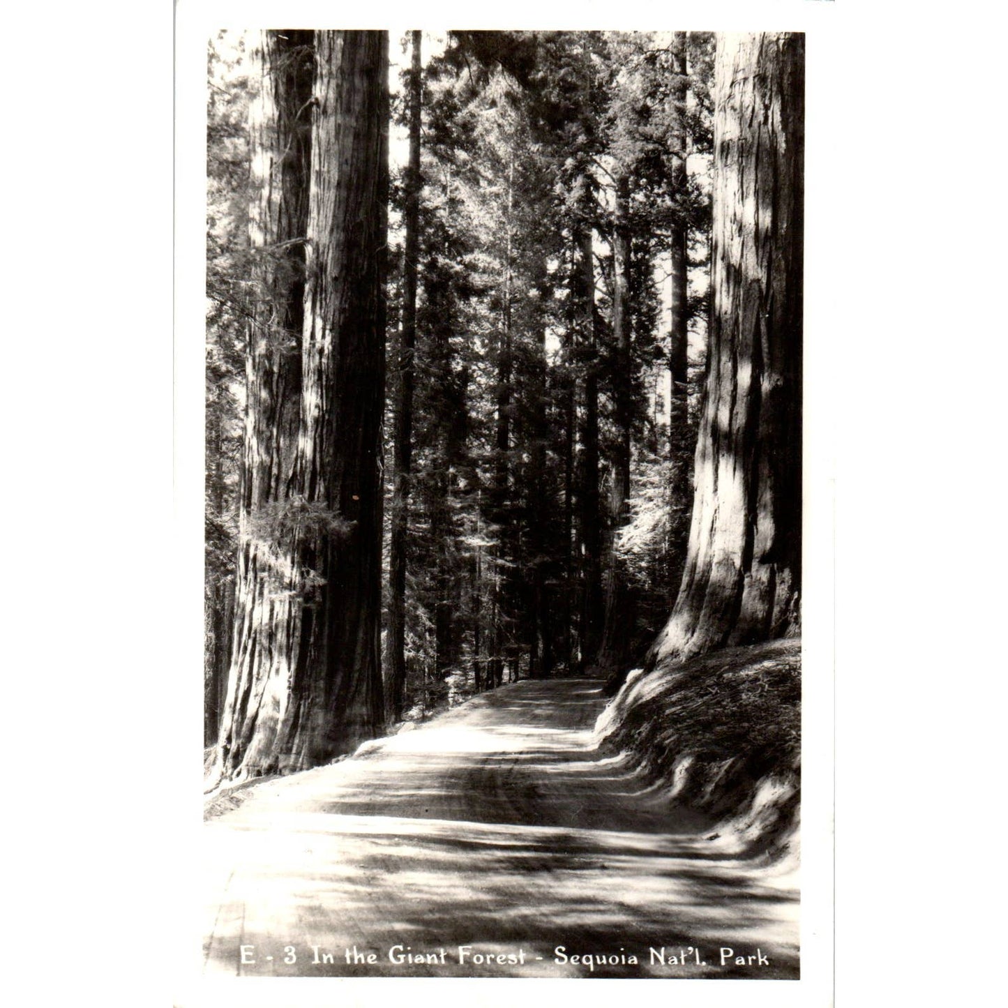 Giant Forest, Sequoia National Park 1949 - Original RPPC Postcard TJ9-P1