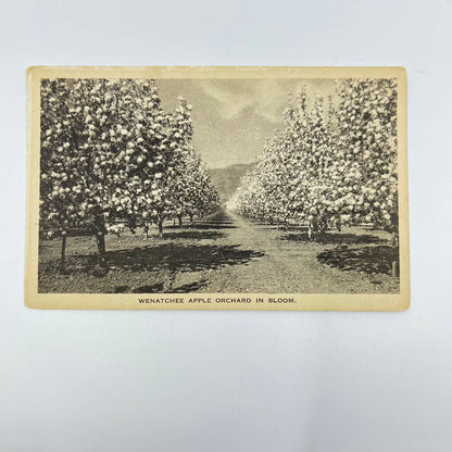 1910s Post Card Wenatchee Washington Apple Orchard in Bloom SC9