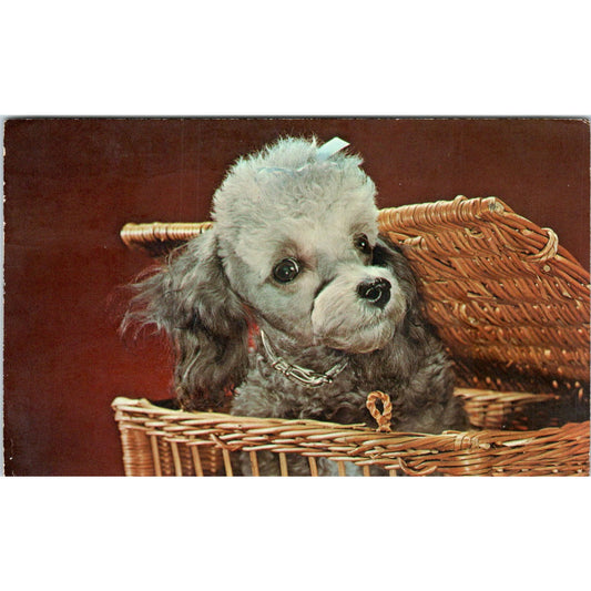 Miniature Toy Poodle in a Basket 1970s Original Postcard P1-12