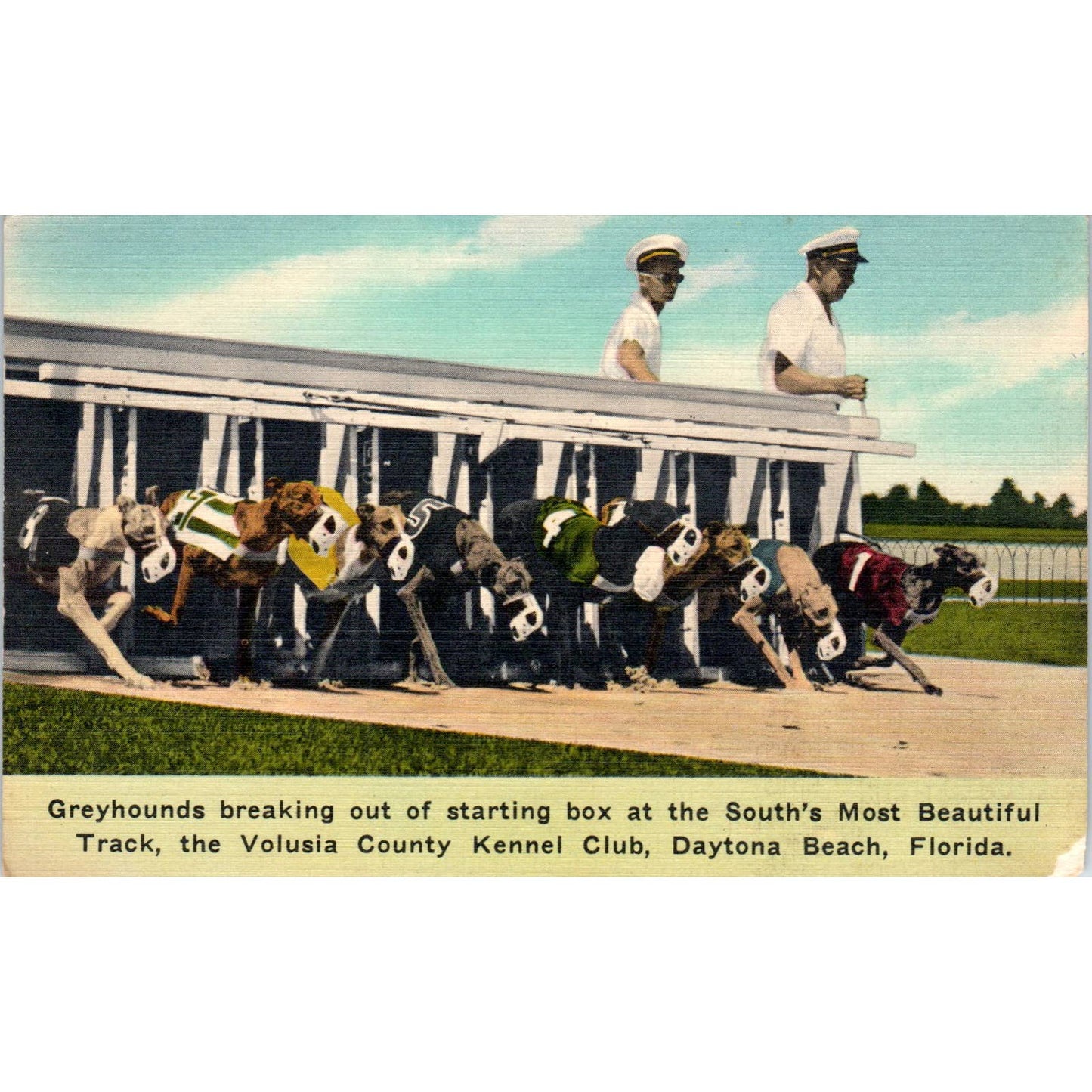 Greyhound Racing Volusia County Kennel Club Daytona Beach FL Postcard TK1-23
