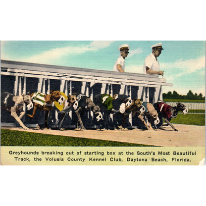 Greyhound Racing Volusia County Kennel Club Daytona Beach FL Postcard TK1-23
