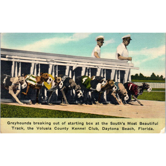 Greyhound Racing Volusia County Kennel Club Daytona Beach FL Postcard TK1-23