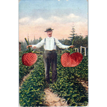 Antique Postcard Man With Giant Strawberries Washington Strawberry Patch SE5